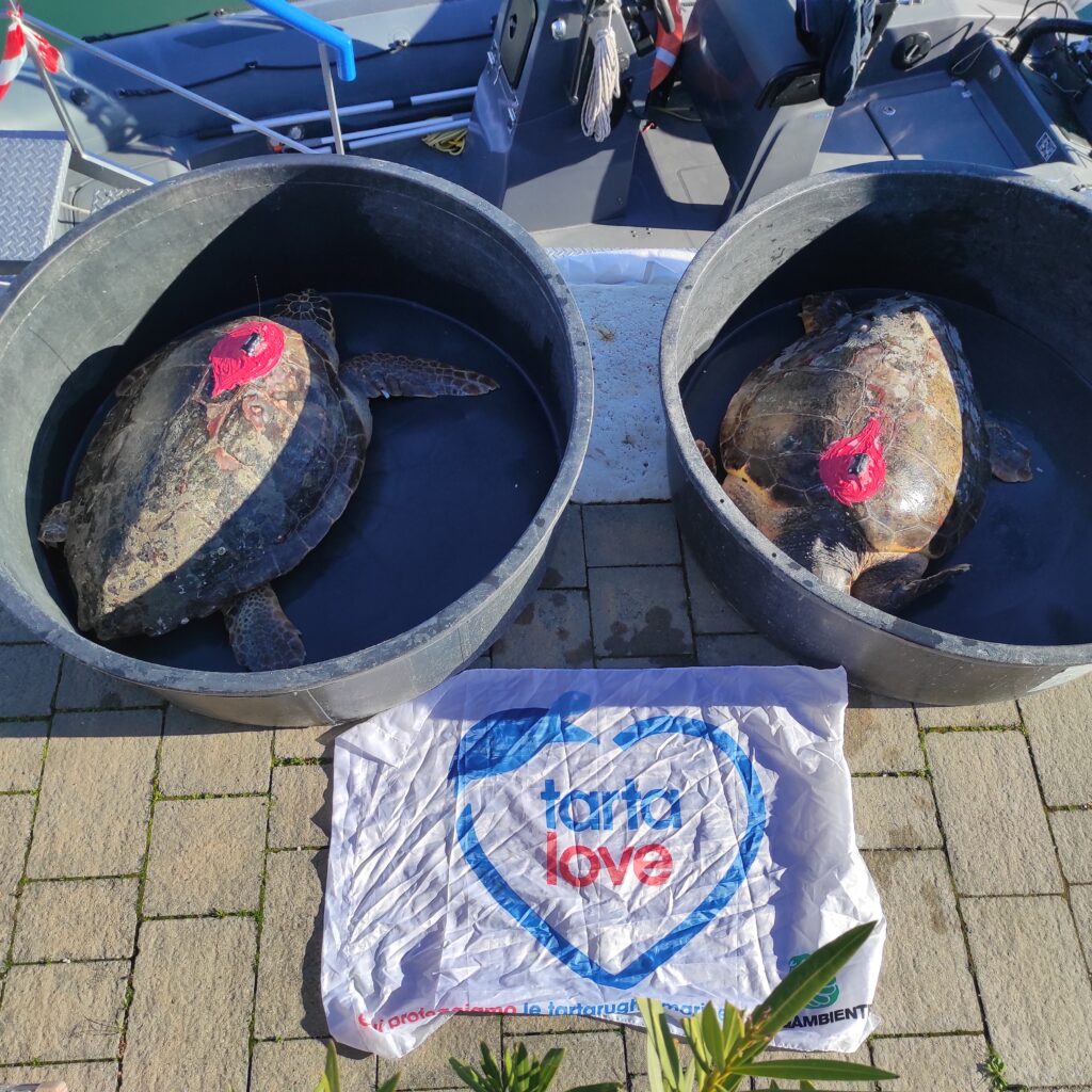 Tartalove: a San Valentino adotta una coppia di tartarughe marine 3 IMG 20240129 093317