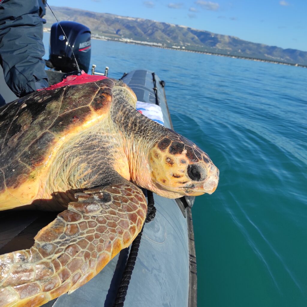 Tartalove: a San Valentino adotta una coppia di tartarughe marine 2 IMG 20240129 094705