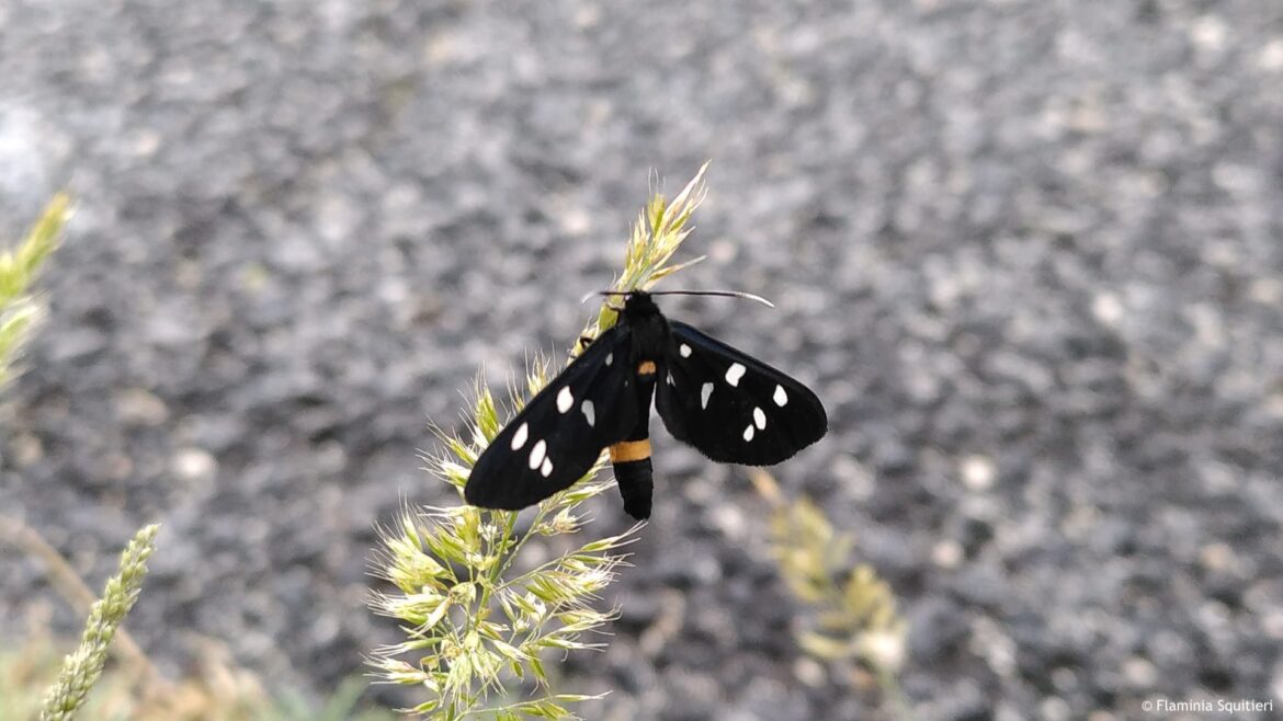 LIFE BEEadapt: le iniziative in occasione del 20 maggio, giornata mondiale delle api 3 20 maggio GM api Lepidottero Pretino Amata phegea Guarcino FR copy