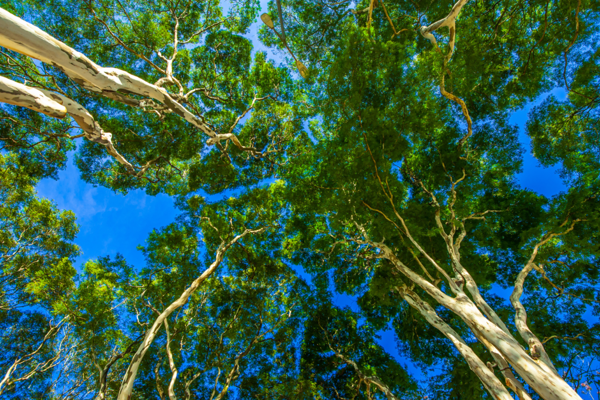 BIODIVERSITA': SERVONO FINANZIAMENTI SICURI 3 biodiversita 1