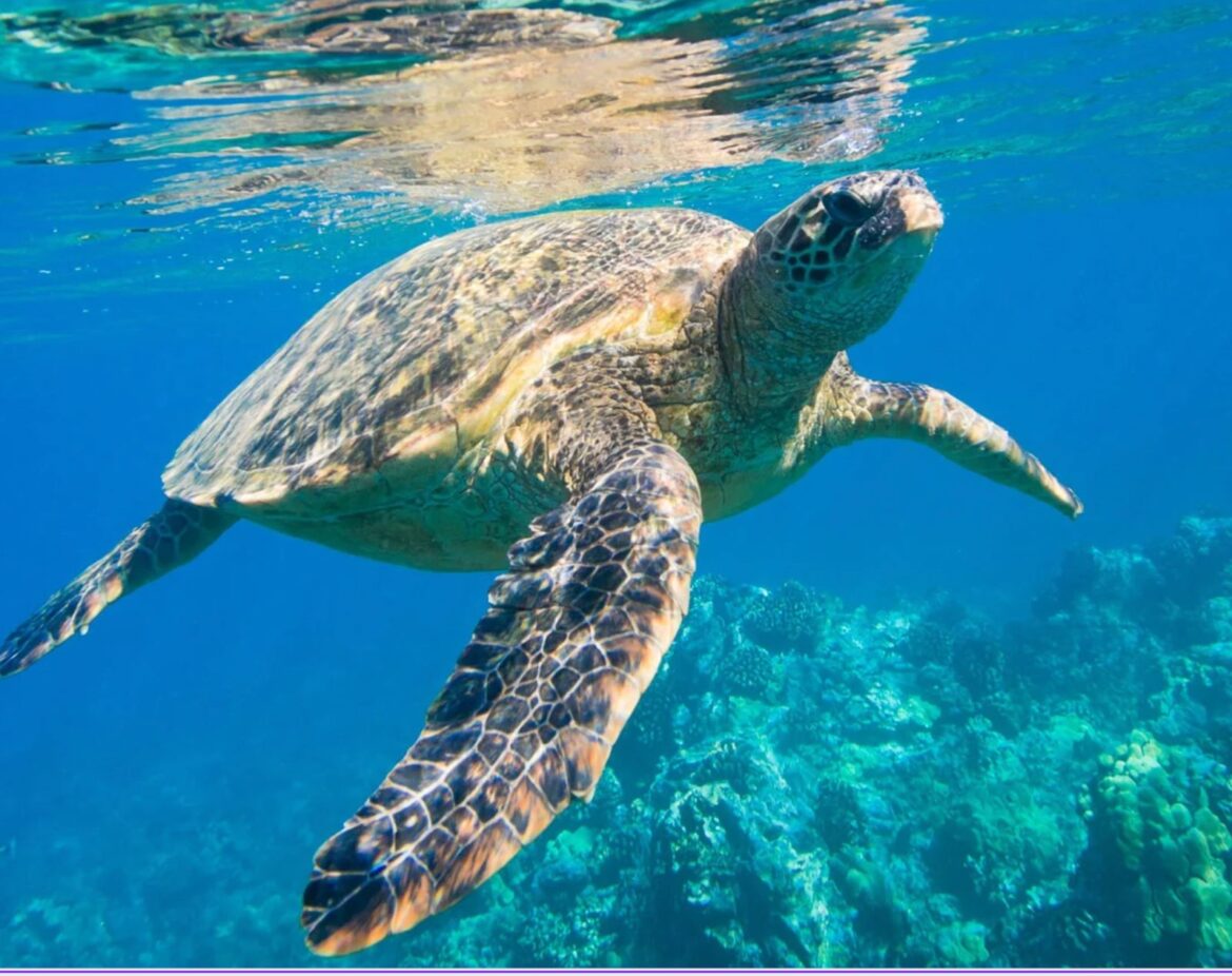 Ricerca: come nuotano gli animali per risparmiare energia, scoperta con studio Unipi 2 ricerca