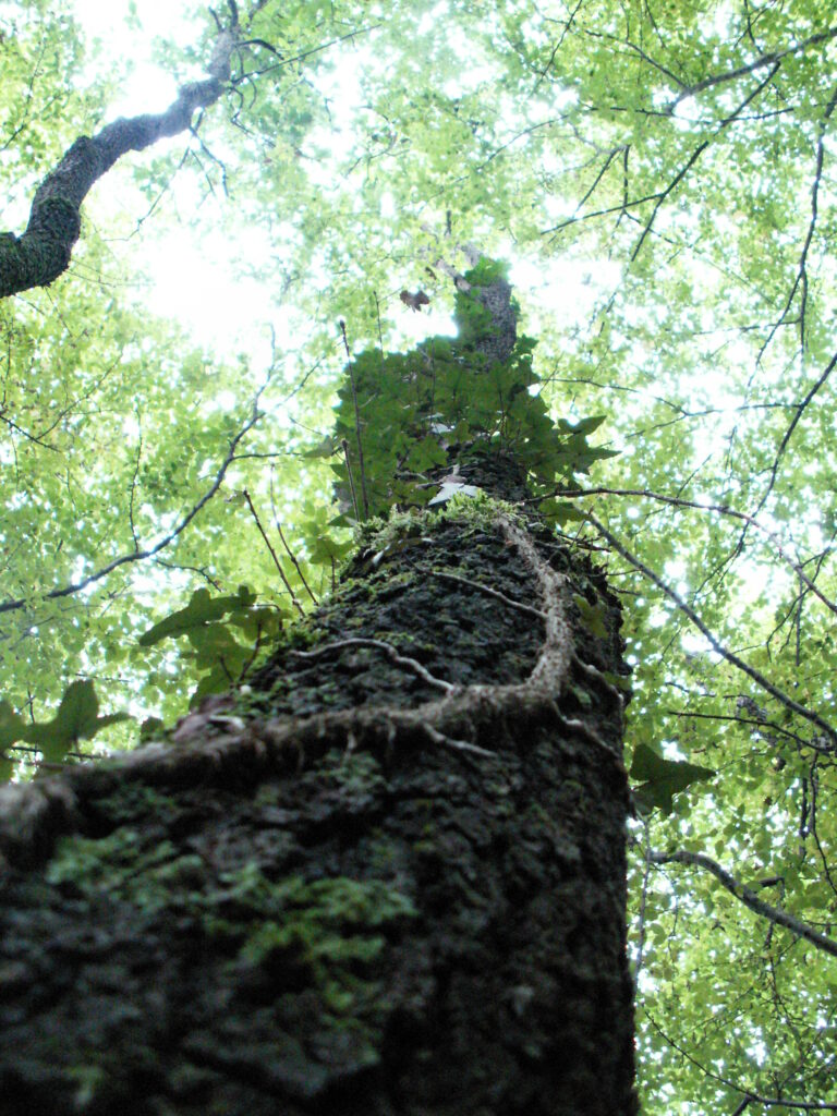 Pratesi, un bosco per il futuro dedicato a Fulco 2 Pratesi