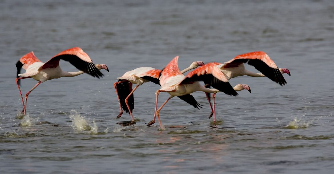 DoDo e WWF insieme per il fenicottero rosa 2 DoDo