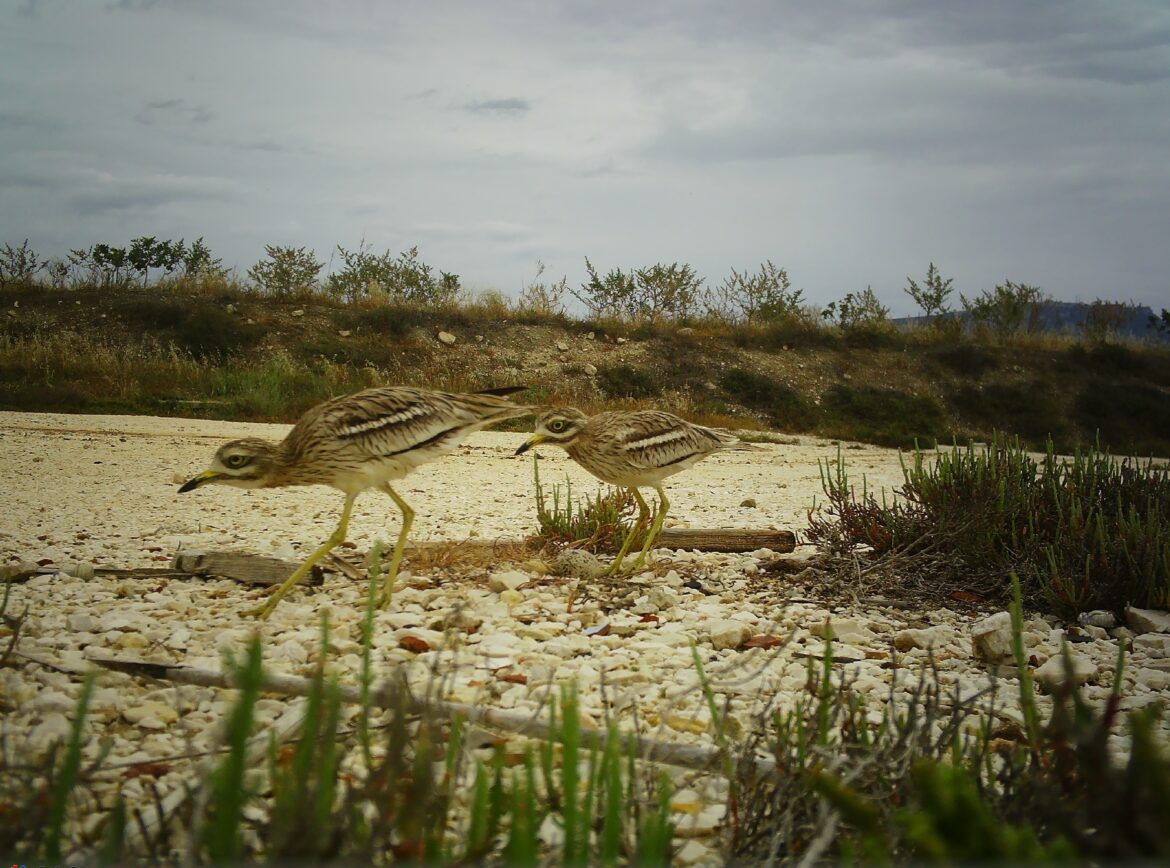 Occhione nidifica per la prima volta nell’Oasi WWF di Trapani 2 Occhione