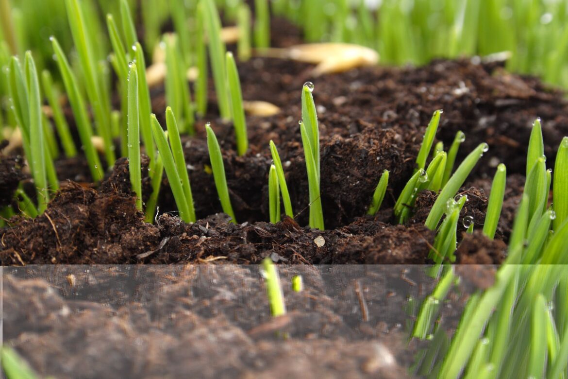FederBio: la biodiversità è a rischio, il bio è la soluzione 2 biodiversità
