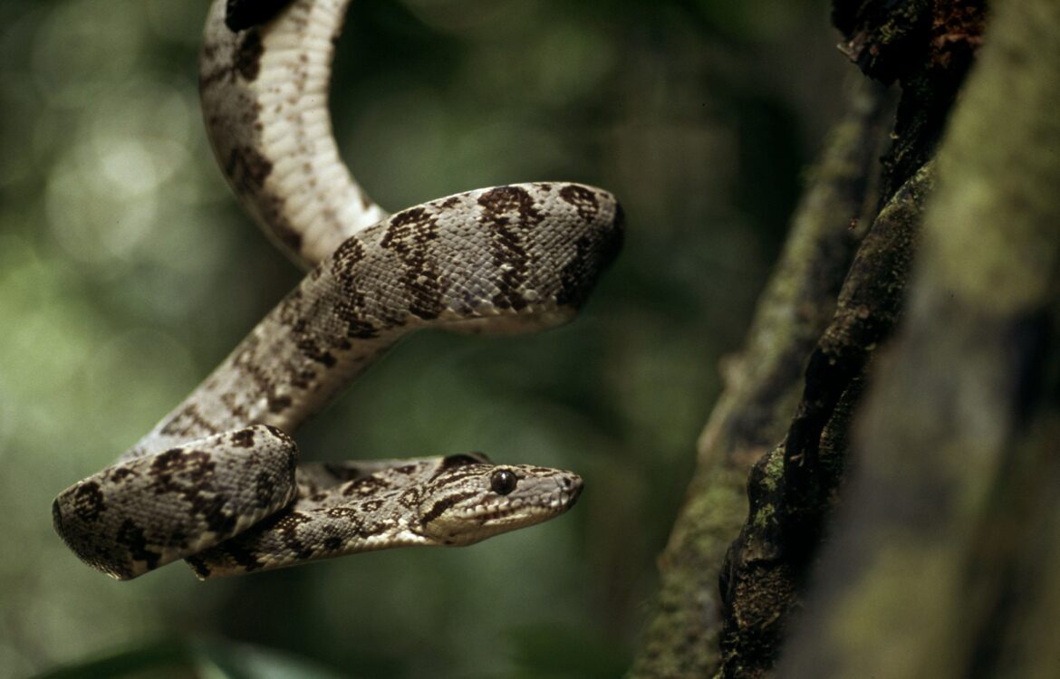In Amazzonia è allarme bracconaggio 2 Amazzonia