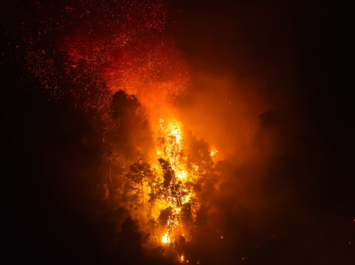 Emergenza incendi, il WWF lancia la campagna SMS solidale “SOS Amazzonia boliviana” 2 WWF