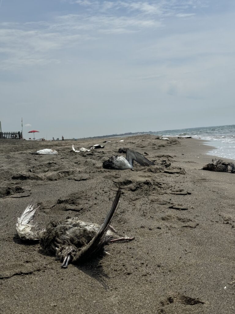 Bycatch: Lipu sollecita i ministeri a intervenire subito 2 Bycatch