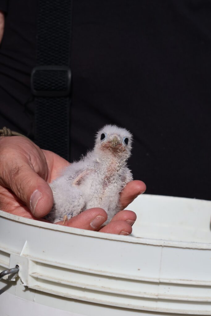Falco cuculo: record di nidi e giovani inanellati 2 Falco cuculo