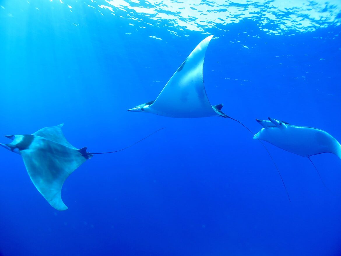 tSharks: la nuova piattaforma per salvare gli squali 2 tSharks
