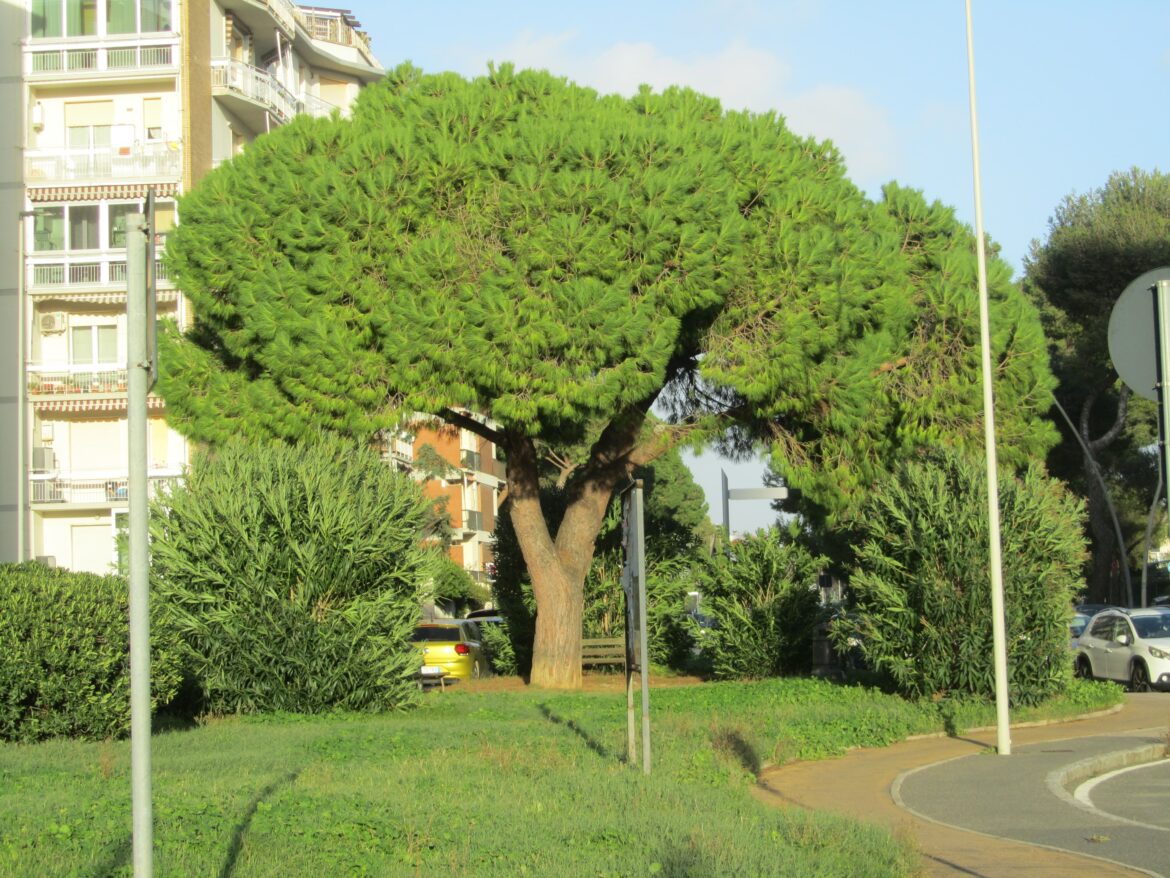 Alberi crollati in Romagna: denuncia Lipu sulle potature 2 Alberi