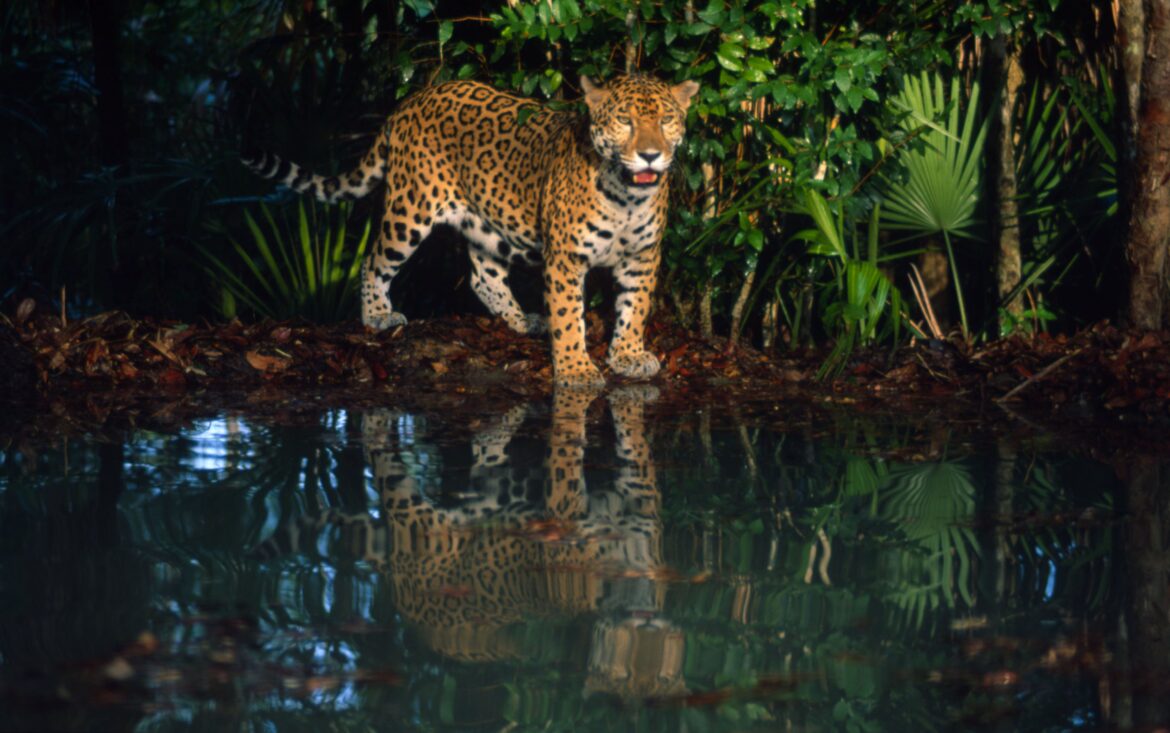 Amazzonia, allarme WWF: deforestazione in aumento 2 Amazzonia
