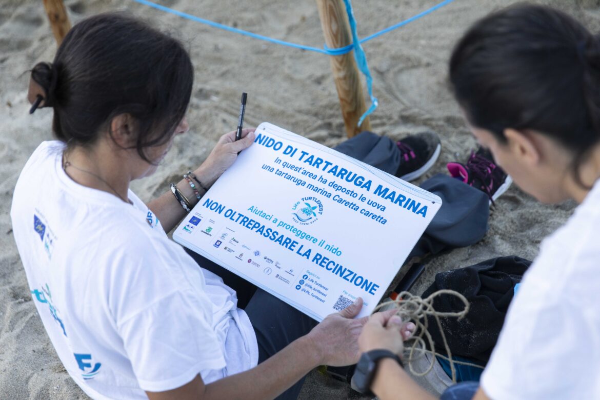 Tartarughe marine: record storico nel 2025 con oltre 700 nidi in Italia 2 Caretta caretta