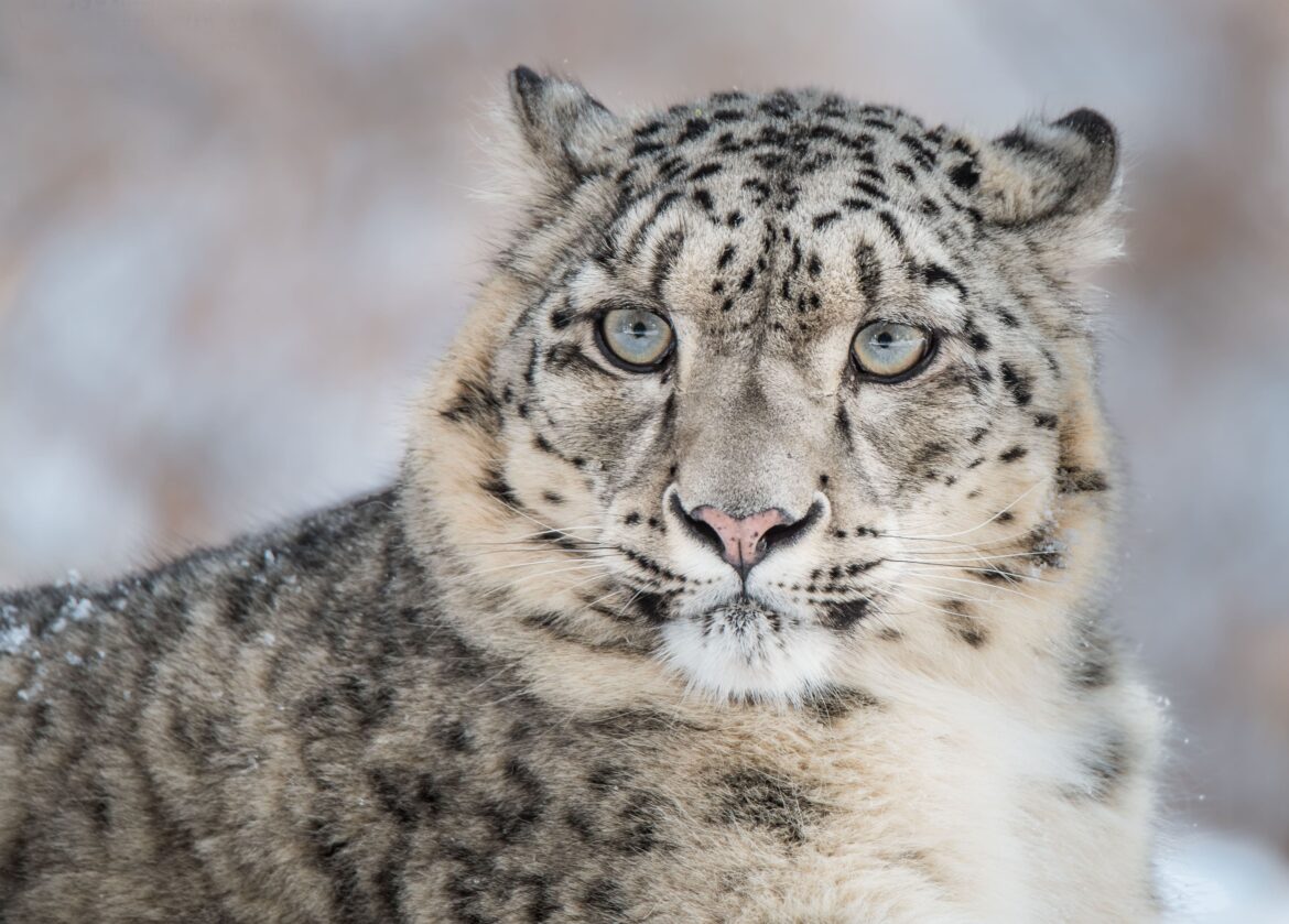 Leopardo delle nevi: il fantasma delle montagne minacciato 2 Leopardo delle nevi